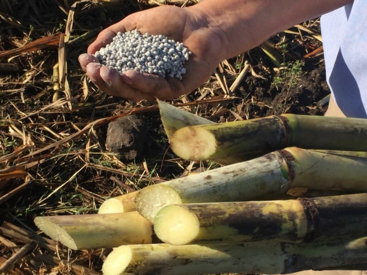 Yara leva à Coopercitrus Expo 2023 soluções nutricionais completas para cana-de-açúcar, soja e citrus
