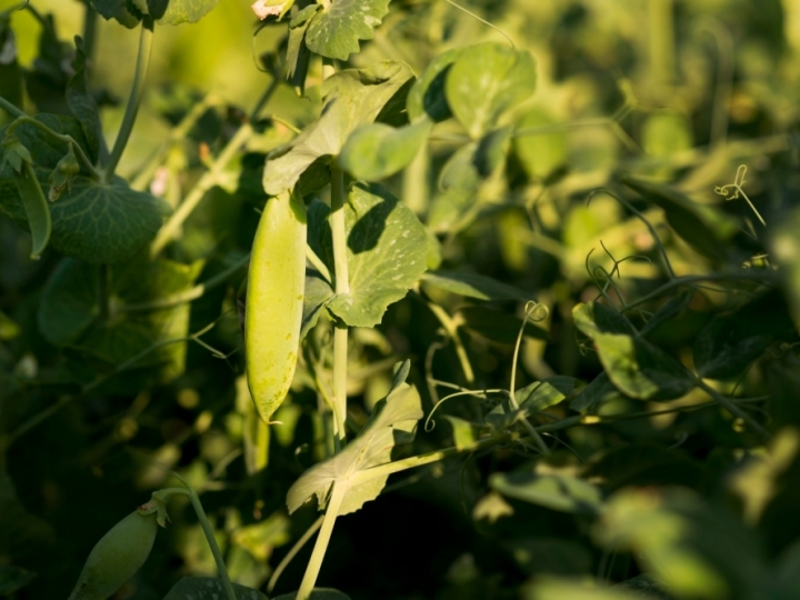 Além de impactar a produtividade das lavouras, mudança climática reduz o valor nutricional dos alimentos