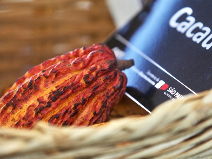 Agricultores de SP aumentam produção de cacau visando chocolate com maior valor agregado 