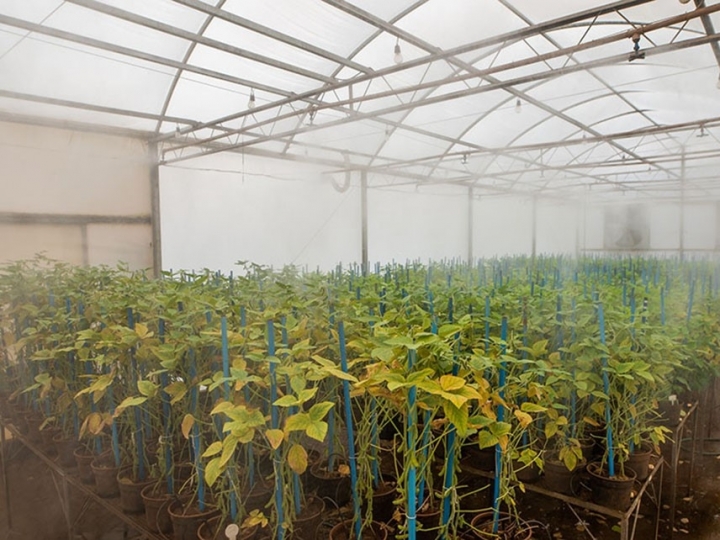 Fungicidas associados a estratégias de manejo são fundamentais para o controle da ferrugem da soja