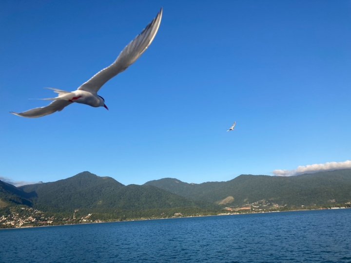 Influenza Aviária – Defesa Agropecuária confirma mais um caso positivo em SP