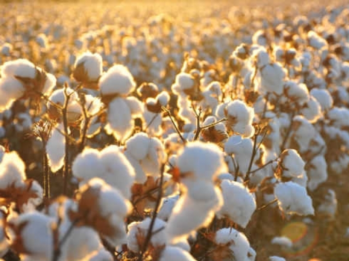 Recursos de bioinformática e inteligência artificial auxiliam em decisões em programa de melhoramento genético de cultivares de algodão, soja e milho