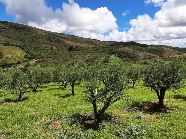 Pesquisa atesta que o Brasil produz azeite com padrão de qualidade internacional