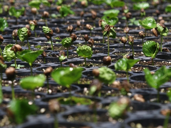 Pixabay A cultura do café movimenta a economia, gerando emprego e renda