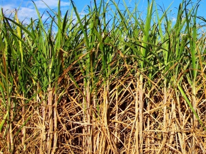 Conab prevê produção de cana-de-açúcar em 652,9 milhões de toneladas influenciada por boa produtividade