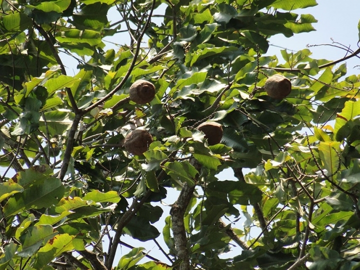 Pesquisadores desvendam fatores que afetam a produção das castanheiras