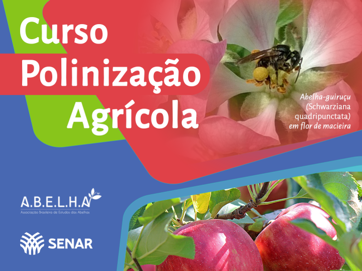 Agricultores podem lucrar mais sem expandir área plantada com ajuda das abelhas
