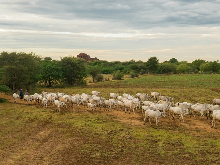 Instituto de Zootecnia lançará Centro de Ciência para Neutralidade Climática da Pecuária de Corte na 60ª Expo Rio Preto 2023