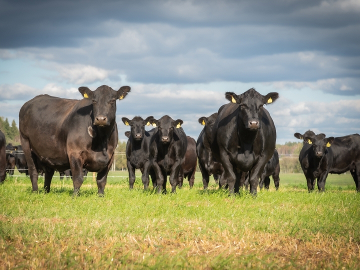 FGVAgro debate sobre a pecuária sustentável e de baixo carbono em webinar gratuito 