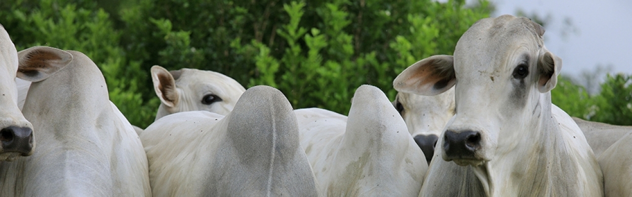 Foto: Diego Leite/Pixabay