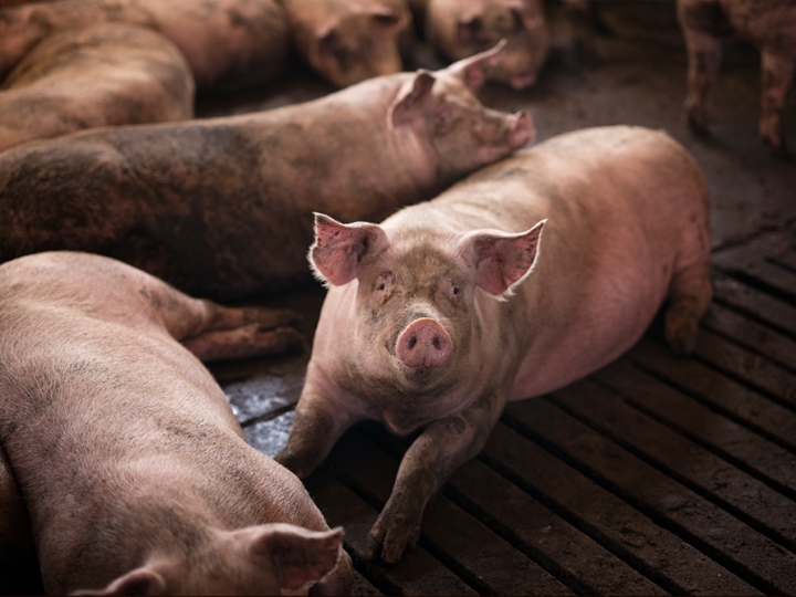 Aurora Coop assume a operação da planta industrial de suínos da UNIUM em Castro (PR)